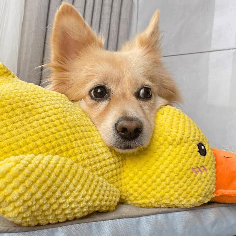 Il Pupazzo Indistruttibile per Cani